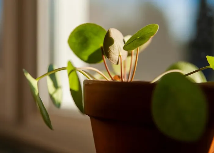 The Farmer's Daughter בית הארחה