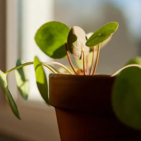 The Farmer's Daughter Gæstehus